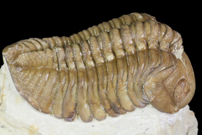 Bargain, Lochovella (Reedops) Trilobite - Oklahoma #164447